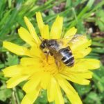 Tandsandbi – Andrena denticulata – greybanded mining bee