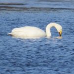 Sångsvan – whooper swan – Cygnus cygnus