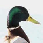 Gräsand – Mallard duck – Anas platyrhynchos