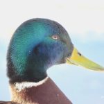 Gräsand – Mallard duck – Anas platyrhynchos