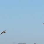 sånglärka – Alauda arvensis – Eurasian skylark