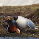 Mandarinand – mandarin duck – Aix galericulata