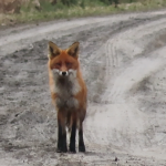 Rödräv – red fox – vulpes vulpes