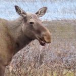 älg – moose – alces alces