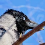 Gråkråka – corvus corvus – hooded crow