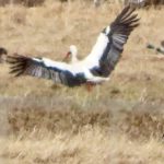 Vit stork – Ciconia ciconia – white stork