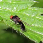 C⁠allomyia amoena – svampflugor