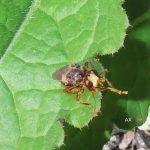 S⁠icus ferrugineus – parasite fly