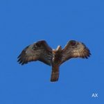 Bivråk – Pernis apivorus – European honey buzzard