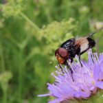 Fönsterblomfluga  – Volucella pellucens