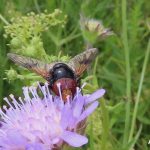 Fönsterblomfluga  – Volucella pellucens