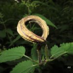 puccinia urticata – svamp på brännässla
