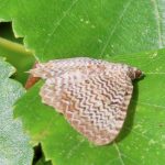 vågig tofsmätare – Hydria undulata