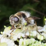Brokig örtblomfluga – Cheilosia illustrata