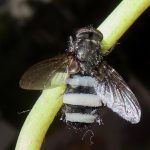flugmögel – Entomophthora muscae species complex