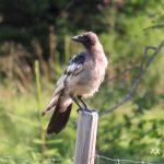 Gråkråka – crow – Corvus cornix