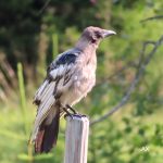 Gråkråka – crow – Corvus cornix