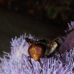 Fönsterblomfluga – Volucella pellucens