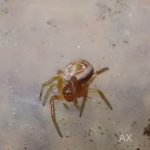Gurkspindlar – Araniella cucurbitina