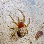 Gurkspindlar – Araniella cucurbitina