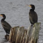 Storskarv – Phalacrocorax carbo – great cormorant