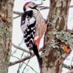 Vitryggig hackspett – whitebacked woodpecker – Dendrocopos leucotos