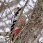 Vitryggig hackspett – whitebacked woodpecker – Dendrocopos leucotos