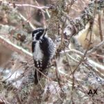 Tretåig hackspett – Picoides tridactylus – Eurasian three-toed woodpecker