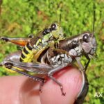 Skogsgräshoppa parning – grashopper mating.