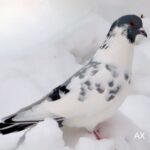 Tamduva – Columba livia forma domestica – domestic pigeon