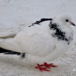 Tamduva – Columba livia forma domestica – domestic pigeon